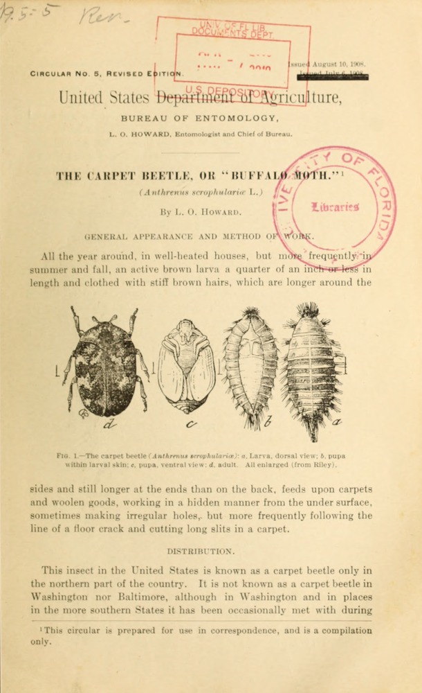 The Carpet Beetle Or Buffalo Moth Anthrenus Scrophulariae L